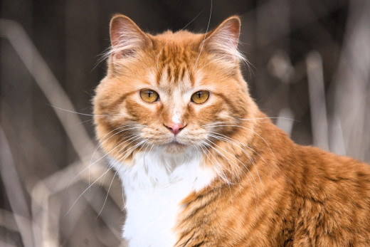 �1757758 �������(a): ����������:2000x1333